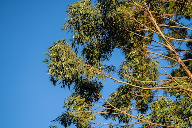 Kuroshitsuji manga odkrywa mroczne tajemnice arystokracji